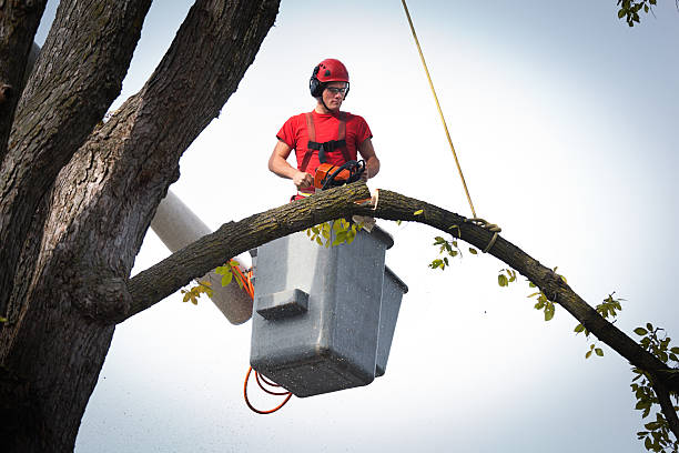 Best Commercial Tree Services  in USA